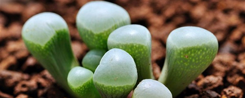 唐扇有没有花和果实 唐扇有没有花和果实