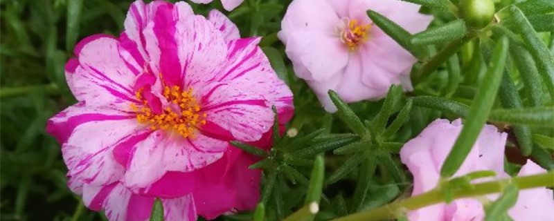 太阳花有没有花和果实 太阳花有没有花和果实