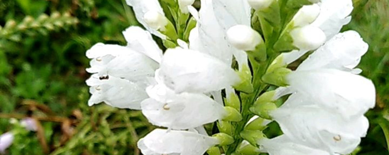 随意草有没有花和果实 随意草有没有花和果实