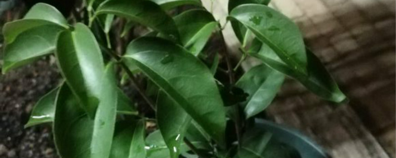 蒜香藤有没有花和果实 蒜香藤有没有花和果实