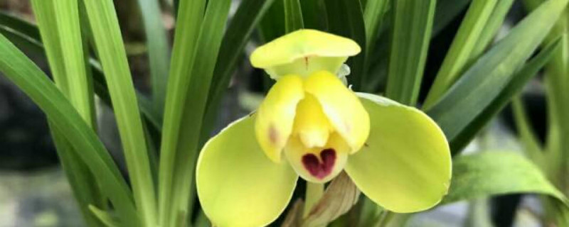 宋梅有没有花和果实 宋梅有没有花和果实