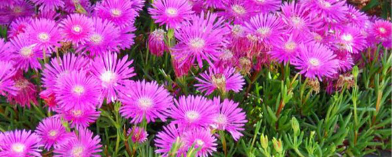 松叶菊有没有花和果实