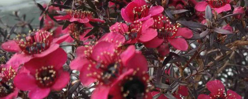松红梅有没有花和果实 松红梅有没有花和果实