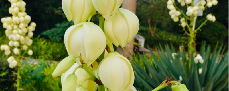 丝兰有没有花和果实