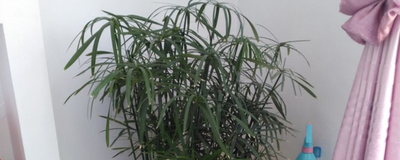 水竹有没有花和果实 水竹有没有花和果实