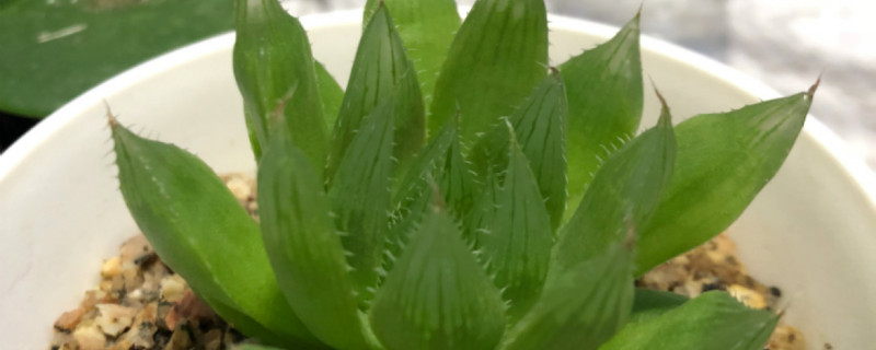 水晶掌有没有花和果实 水晶掌有没有花和果实