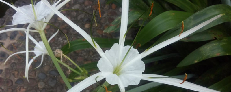 水鬼蕉有没有花和果实 水鬼蕉有没有花和果实