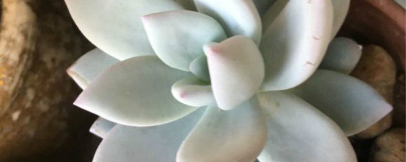 霜之朝有没有花和果实 霜之朝有没有花和果实