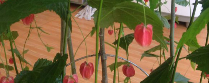 蔓性风铃花有没有花和果实 蔓性风铃花有没有花和果实