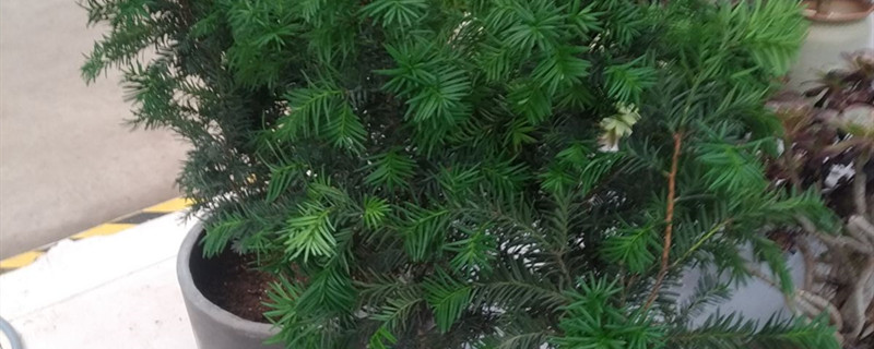 曼地亚红豆杉有没有花和果实 曼地亚红豆杉有没有花和果实