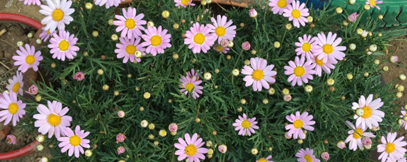 玛格丽特花有没有花和果实 玛格丽特花有没有花和果实