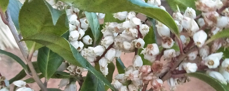 马醉木有没有花和果实 马醉木有没有花和果实