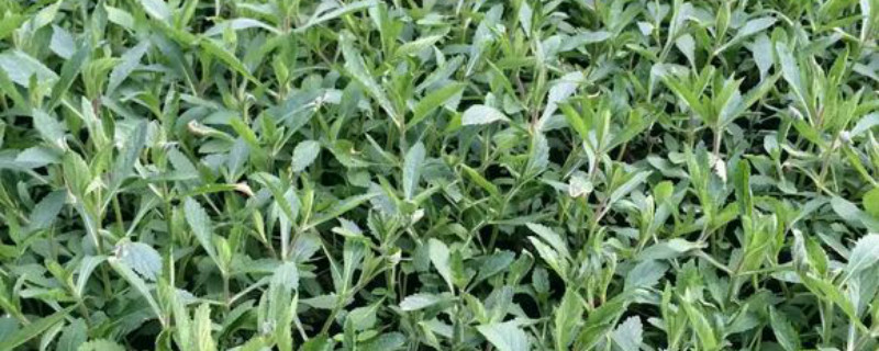 马鞭草有没有花和果实 马鞭草有没有花和果实