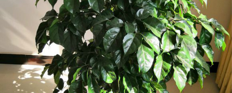 绿宝树有没有花和果实 绿宝树有没有花和果实