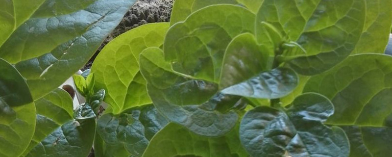 落葵有没有花和果实 落葵有没有花和果实