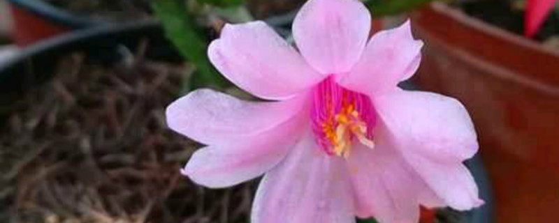 落花之舞有没有花和果实 落花之舞有没有花和果实