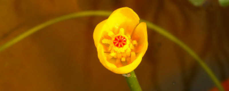 萍蓬草有没有花和果实 萍蓬草有没有花和果实