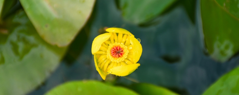 萍逢草有没有花和果实 萍逢草有没有花和果实