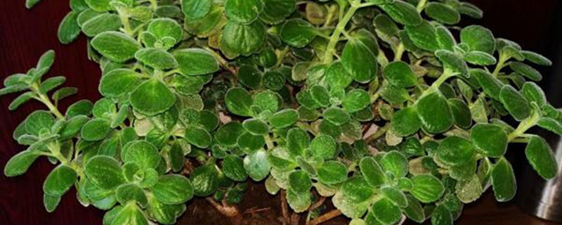 碰碰香有没有花和果实 碰碰香有没有花和果实