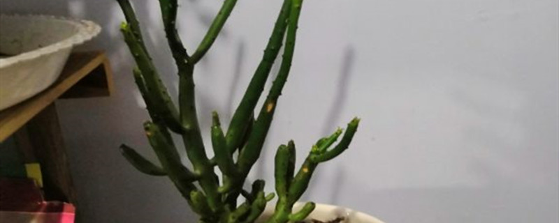 膨珊瑚有没有花和果实 膨珊瑚有没有花和果实