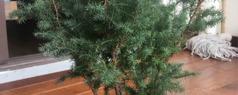 蓬莱松有没有花和果实 蓬莱松有没有花和果实