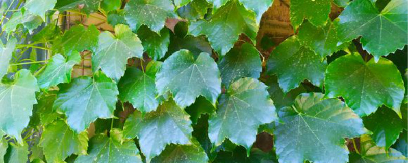 爬山虎有没有花和果实 爬山虎有没有花和果实