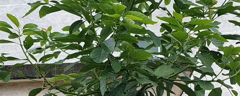 牛油果有没有花和果实 牛油果有没有花和果实