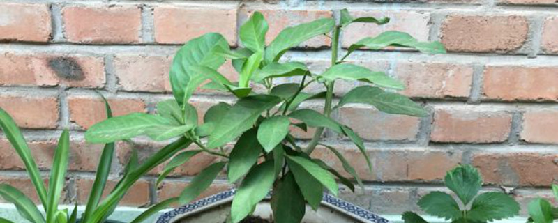 柠檬有没有花和果实 柠檬有没有花和果实