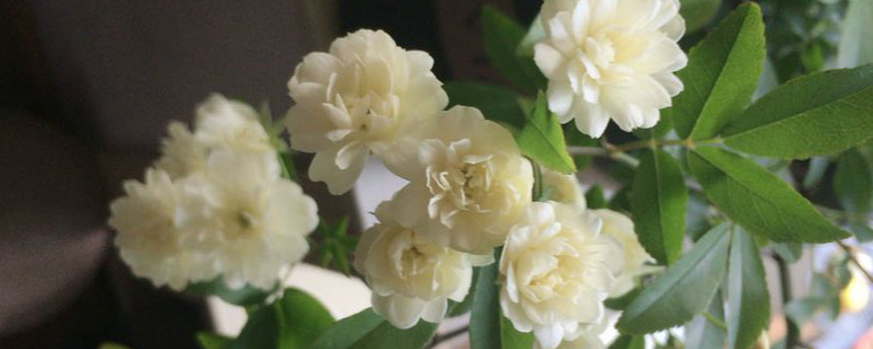 木香花有没有花和果实 木香花有没有花和果实
