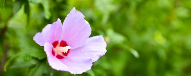 木槿有没有花和果实 木槿有没有花和果实