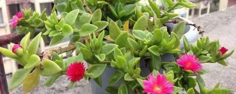 牡丹吊兰有没有花和果实 牡丹吊兰有没有花和果实