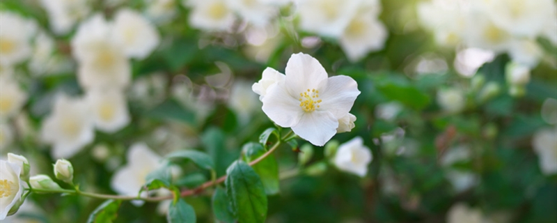 茉莉有没有花和果实 茉莉有没有花和果实