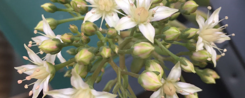 铭月有没有花和果实