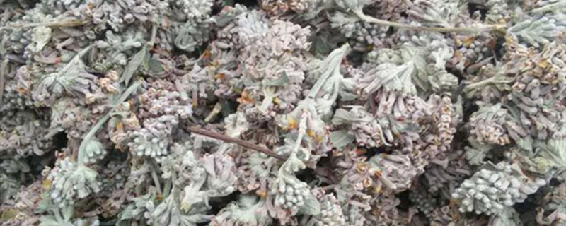 密蒙花有没有花和果实 密蒙花有没有花和果实