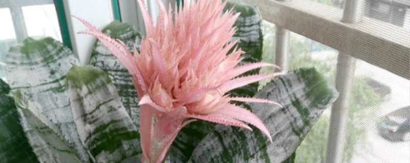 美叶光萼荷有没有花和果实 美叶光萼荷有没有花和果实