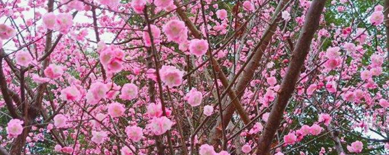 美人梅有没有花和果实 美人梅有没有花和果实