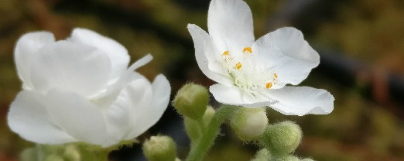 茅膏菜有没有花和果实 茅膏菜有没有花和果实