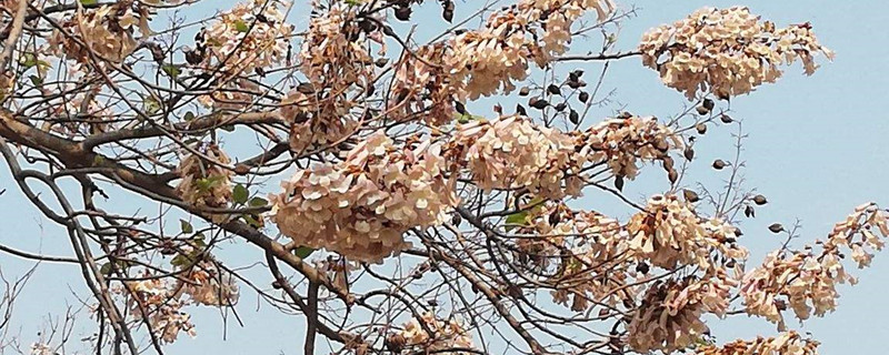 泡桐有没有花和果实 泡桐有没有花和果实