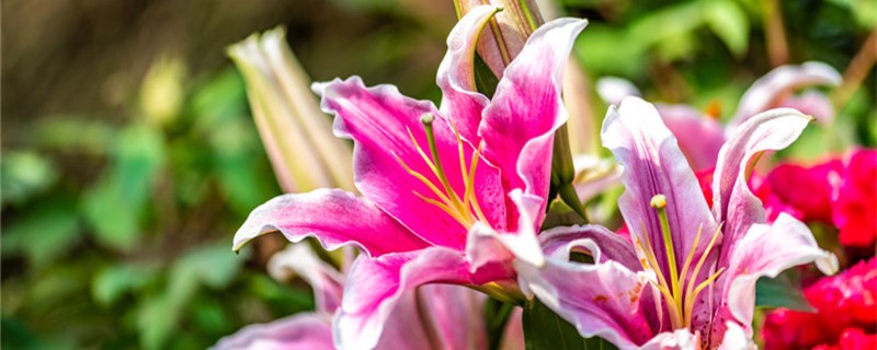 百合有没有花和果实