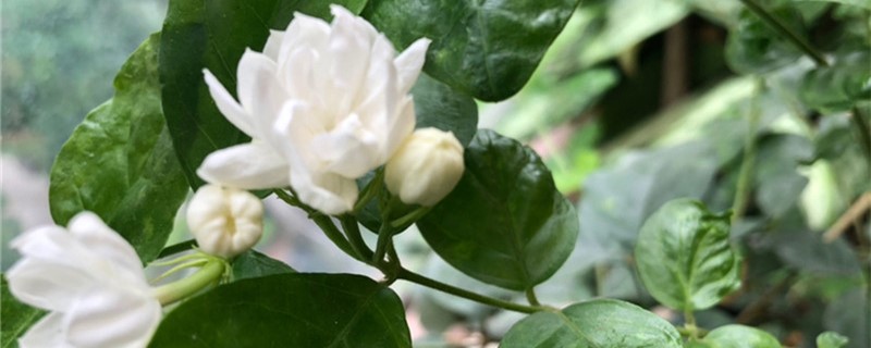 白玉兰有没有花和果实 白玉兰有没有花和果实