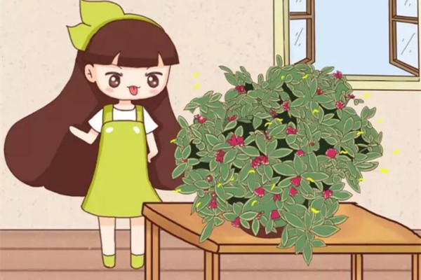 15种香水花,一间房摆一盆,满屋子都是香味! 15种香水花,一间房摆一盆,满屋子都是香味!