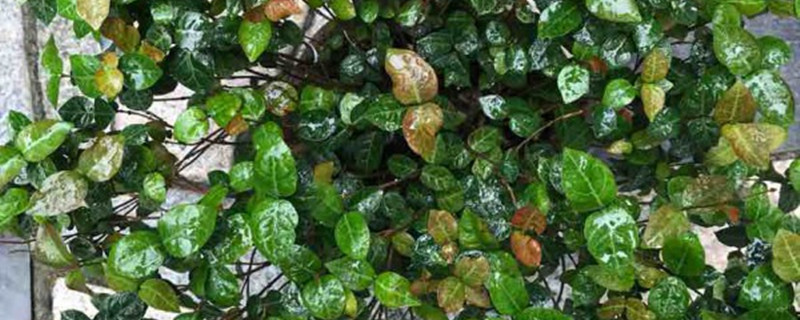 络石有没有花和果实 络石有没有花和果实