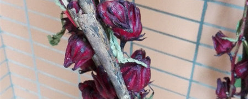 洛神花有没有花和果实 洛神花有没有花和果实