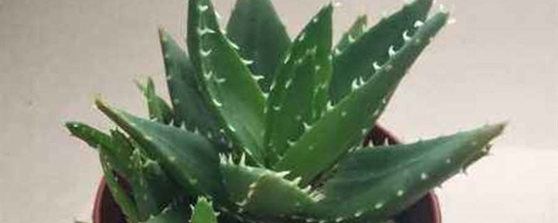 芦荟有没有花和果实 芦荟有没有花和果实