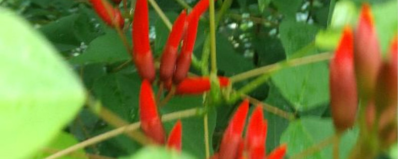 龙牙花有没有花和果实 龙牙花有没有花和果实