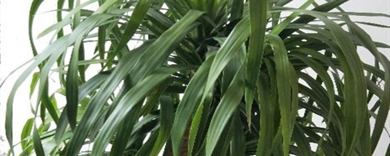 龙须兰有没有花和果实 龙须兰有没有花和果实