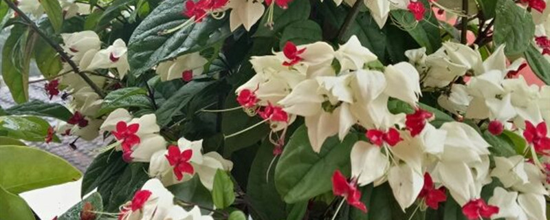 龙吐珠夏季多长时间浇水 龙吐珠夏季多长时间浇水