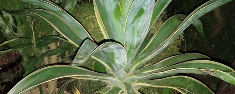 龙舌兰有没有花和果实 龙舌兰有没有花和果实