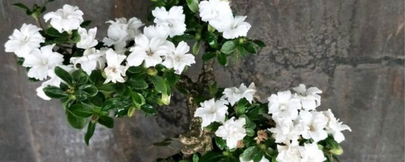 六月雪有没有花和果实 六月雪有没有花和果实