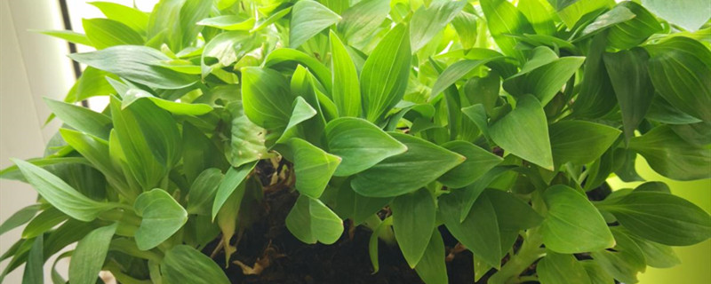 六出花有没有花和果实 六出花有没有花和果实